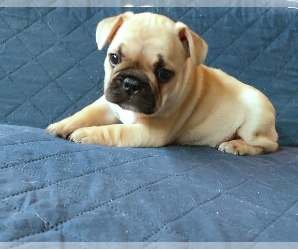 Medium Photo #30 French Bulldog Puppy For Sale in MANHATTAN, NY, USA