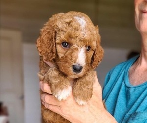 Poodle (Standard) Puppy for sale in WAGENER, SC, USA