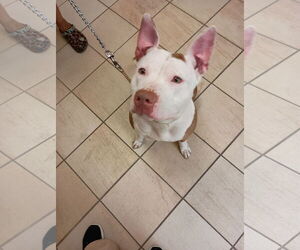 American Pit Bull Terrier-Unknown Mix Dogs for adoption in Virginia Beach, VA, USA