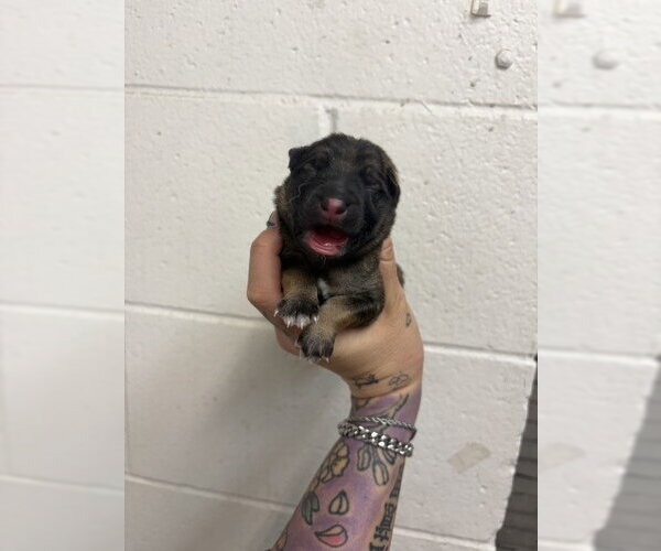 Medium Photo #1 German Shepherd Dog Puppy For Sale in San Bernardino, CA, USA