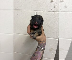 German Shepherd Dog Dogs for adoption in San Bernardino, CA, USA