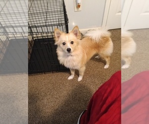 Chiranian Puppy for sale in LITHONIA, GA, USA