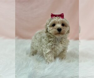Poodle (Toy) Puppy for sale in CORAL GABLES, FL, USA
