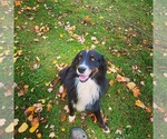 Small Photo #1 Aussiedor Puppy For Sale in COOPERSTOWN, PA, USA