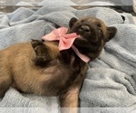 Small Photo #213 Belgian Malinois Puppy For Sale in REESEVILLE, WI, USA