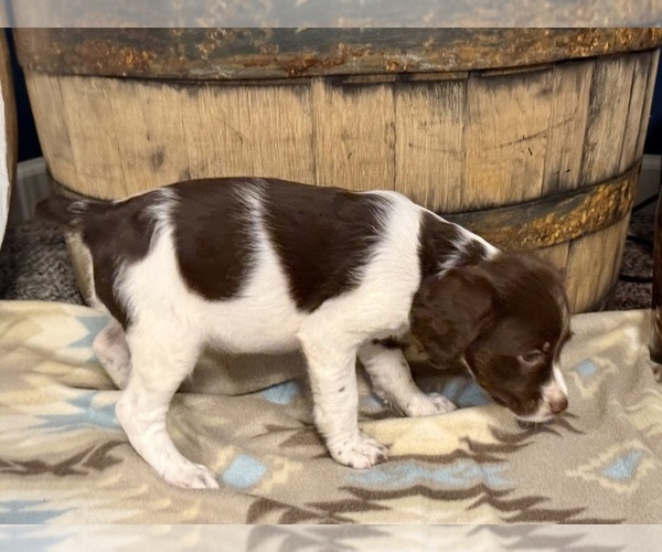 Medium Photo #8 Brittany Puppy For Sale in ORRUM, NC, USA