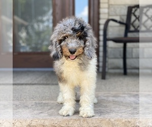 Father of the Bernedoodle puppies born on 01/19/2025