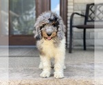 Small Photo #1 Bernedoodle Puppy For Sale in WOLCOTT, IN, USA