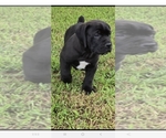Small Boerboel