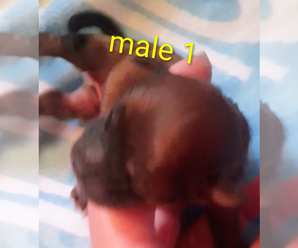 Medium Photo #4 Morkie-Yorkshire Terrier Mix Puppy For Sale in WOBURN, MA, USA