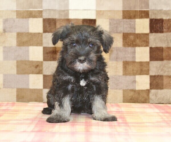 Medium Photo #1 Schnauzer (Miniature) Puppy For Sale in DENVER, PA, USA