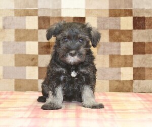 Schnauzer (Miniature) Puppy for sale in DENVER, PA, USA