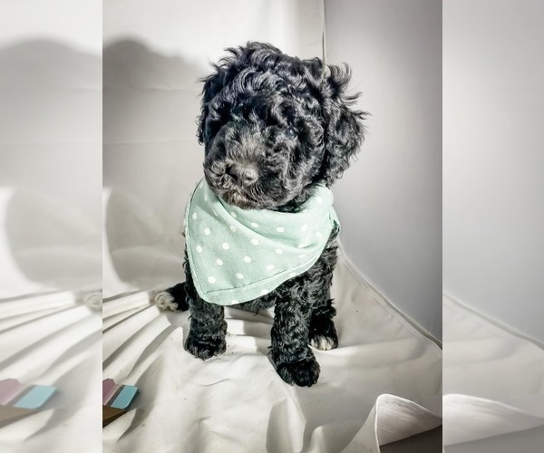 Medium Photo #18 Bernedoodle Puppy For Sale in MANTENO, IL, USA