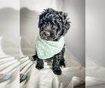 Small Photo #18 Bernedoodle Puppy For Sale in MANTENO, IL, USA