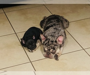 Father of the French Bulldog puppies born on 11/12/2023