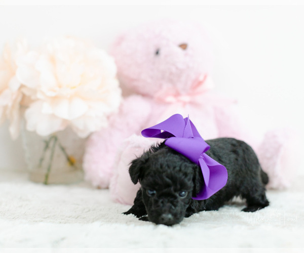 Medium Photo #2 Pomeranian-Poodle (Toy) Mix Puppy For Sale in LITTLE ROCK, AR, USA