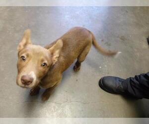 Australian Kelpie-Unknown Mix Dogs for adoption in Tulsa, OK, USA