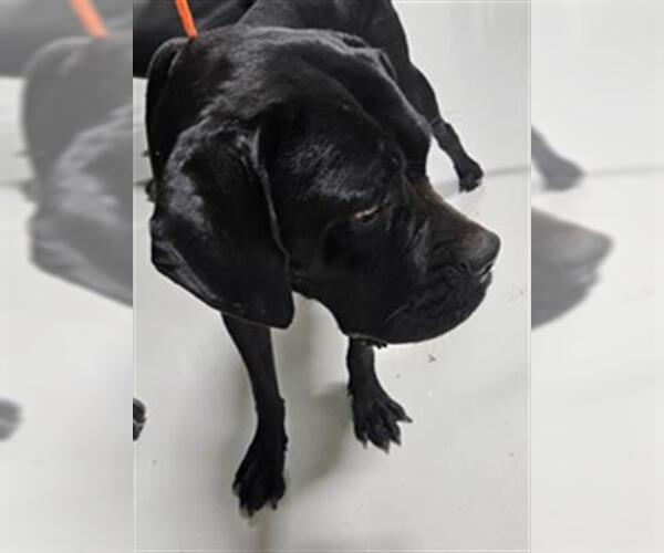 Medium Photo #1 Mastiff Puppy For Sale in Temple, TX, USA