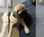 Small Photo #11 Pug Puppy For Sale in ISLANDTON, SC, USA