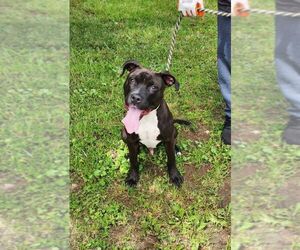 American Staffordshire Terrier-Unknown Mix Dogs for adoption in Perth Amboy, NJ, USA
