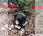 Small Photo #2 Pomsky Puppy For Sale in CENTRALIA, MO, USA