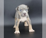 Image preview for Ad Listing. Nickname: Golden Ticket