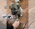 Small Photo #16 German Shepherd Dog Puppy For Sale in MADISON HEIGHTS, VA, USA