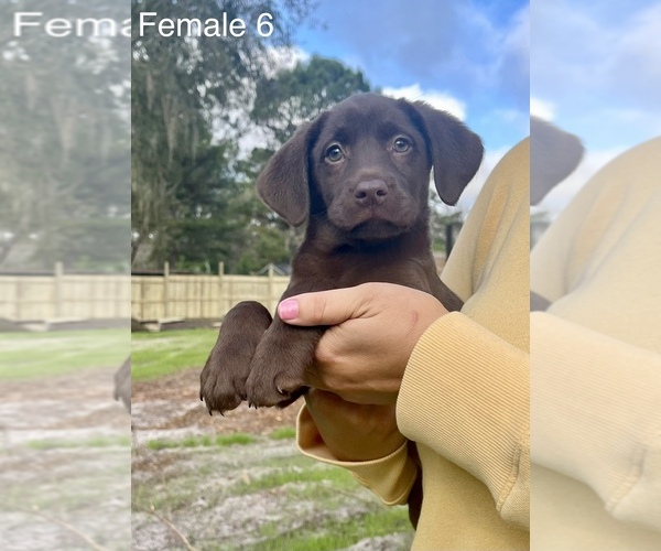 Medium Photo #8 Labrador Retriever Puppy For Sale in OCALA, FL, USA
