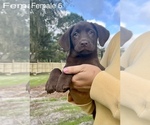Small Photo #8 Labrador Retriever Puppy For Sale in OCALA, FL, USA