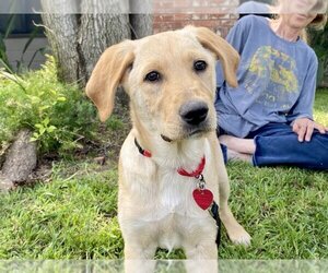 Labrador Retriever Dogs for adoption in Clovis, CA, USA