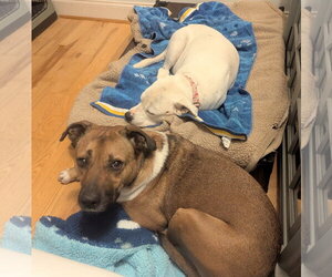Chipper - Male Black Mouth Cur-Boxer Mix Dog for Adoption - Photo #5