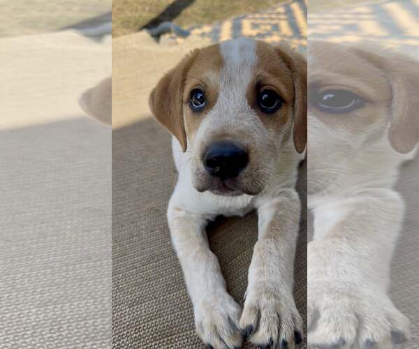 Medium Photo #3 Mutt Puppy For Sale in Paso Robles, CA, USA