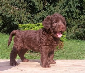 Labradoodle Puppy for sale in PALMYRA, IN, USA