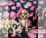 Small Photo #2 Cavalier King Charles Spaniel Puppy For Sale in CHRISTIANA, PA, USA