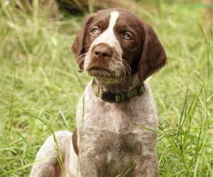 German Shorthaired Pointer-German Wirehaired Pointer Mix Litter for sale in FREDERICKSBURG, TX, USA
