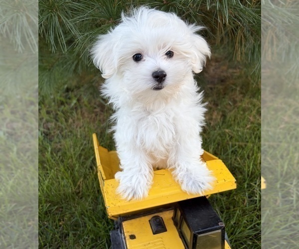 Medium Photo #4 Maltese Puppy For Sale in MIDDLEBURY, IN, USA