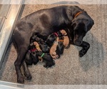 Small Labrador Retriever