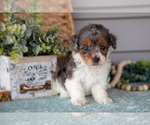 Small Photo #3 Poodle (Miniature) Puppy For Sale in WOLCOTTVILLE, IN, USA