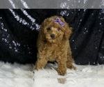 Small Photo #64 Poodle (Miniature) Puppy For Sale in WARSAW, IN, USA