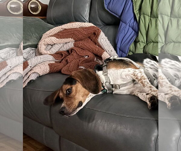 Medium Photo #13 Beagle Puppy For Sale in Tampa, FL, USA