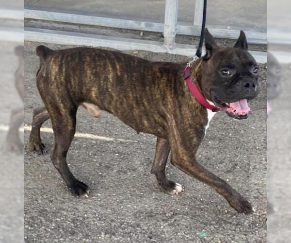 Medium Photo #1 Boxer Puppy For Sale in Davis, CA, USA