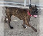 Small Boxer