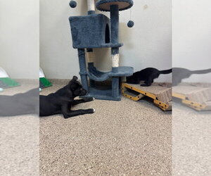Flash - Male Mutt Dog for Adoption - Photo #2