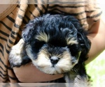 Image preview for Ad Listing. Nickname: Minnie