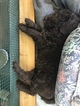 Small Photo #9 Aussiedoodle-Poodle (Standard) Mix Puppy For Sale in ENTERPRISE, AL, USA