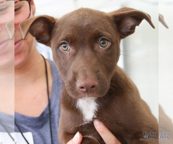 Medium Photo #1 Labrador Retriever-Unknown Mix Puppy For Sale in Washington, DC, USA