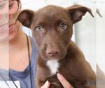 Small Labrador Retriever Mix