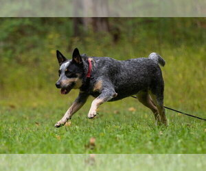 Bandit - Male Mutt Dog for Adoption - Photo #4