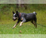 Small Photo #4 Mutt Puppy For Sale in Garden City, NY, USA