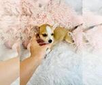 Small Photo #17 Chihuahua Puppy For Sale in PEMBROKE PINES, FL, USA